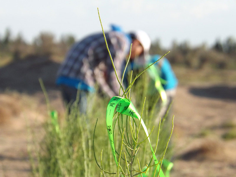 7��14�����磬��ҁ��������֌���ٛ�ߵľG�z��ϵ��������������ͽz����ꖹ����ҫ���W���Gɫ�Ĺ�â��