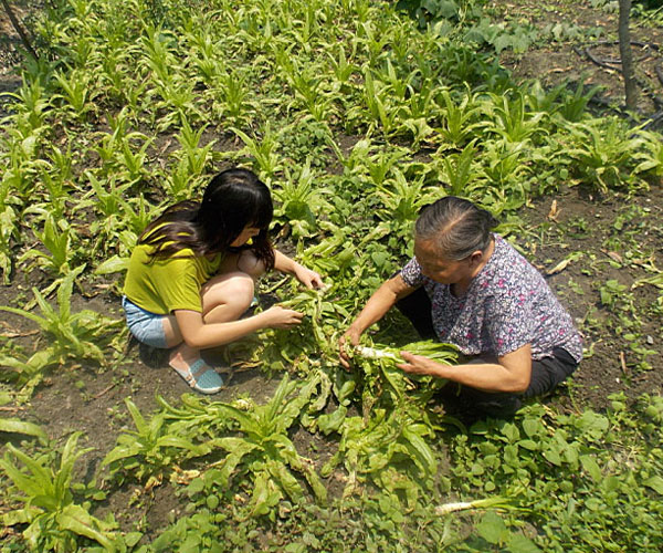 ��������æ�_�y��ժ�Ĳ˲��ϸ���ժ��Ч�ʵ�����(j��ng)�^������Ϥ��ָ�����ܿ�꠆T���M���ˠ�B(t��i)��