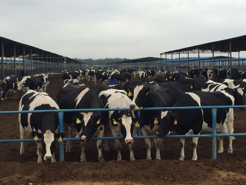 ���w��ɳĮ�ｨ�O����ţ����