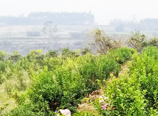 �������ܵ��l(xi��ng)�����ǰ���ӷ��s����������ؚ�F����С����ͨ�^(gu��)�������(gu��)��(y��u)���Ľ�(j��ng)��(j��)����(sh��)����׃��ؚ�F��ò������̽۴��S������ɵ��r(n��ng)��@�����S������롭