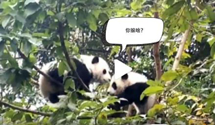 �L�L��̫�ɐ�(��i)�ˣ�С��ȫ�̡���ĸЦ����