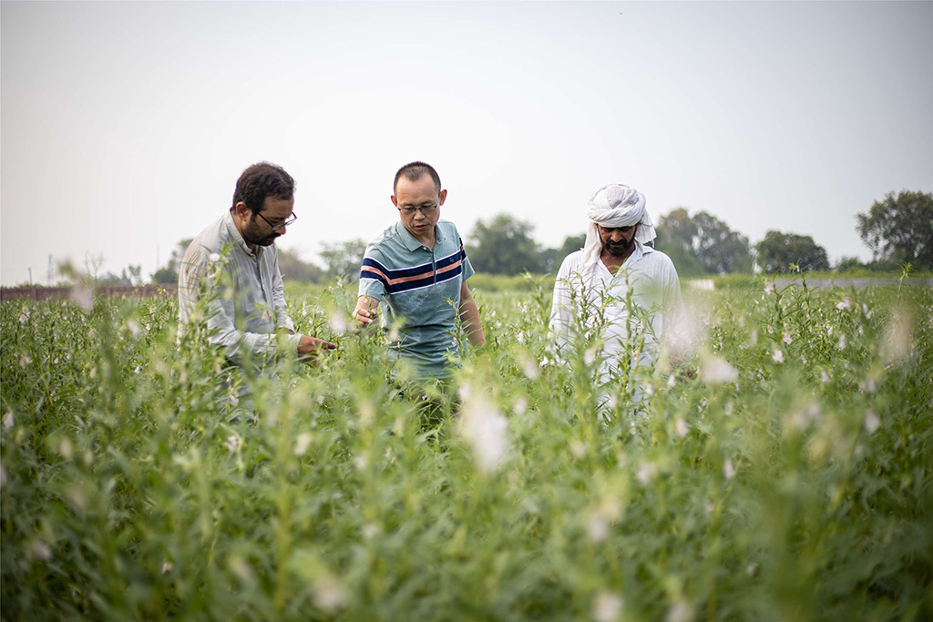 中巴經(jīng)濟走廊農(nóng)業(yè)合作中心芝麻種植園（拉合爾）。（人民網(wǎng)記者 薛丹攝）