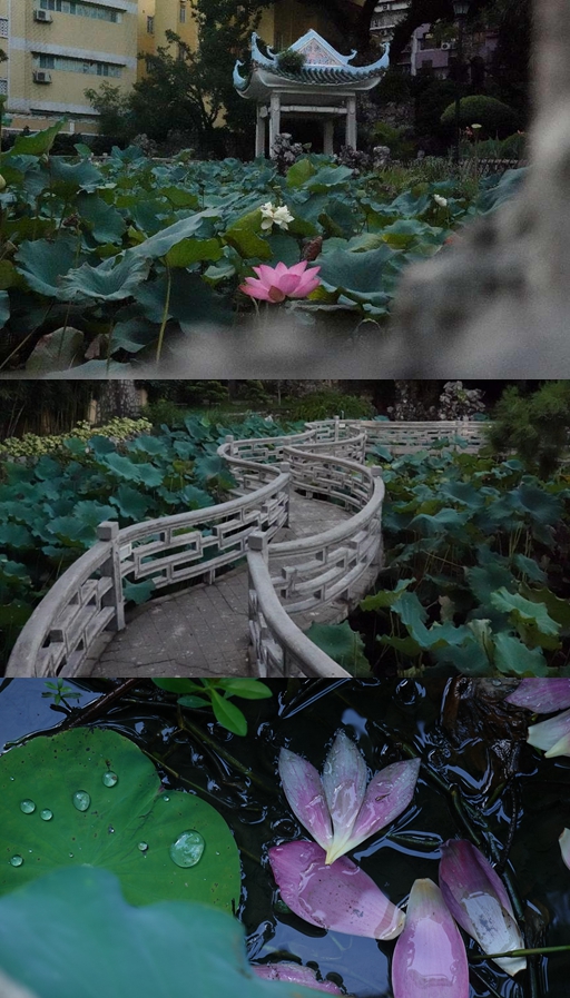 盧廉若公園。人民網(wǎng) 唐佳 攝