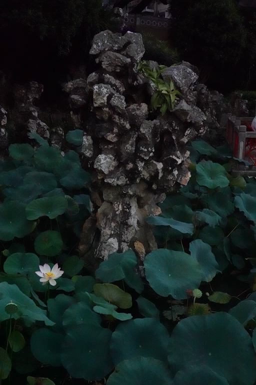 盧廉若公園的假山石。人民網(wǎng) 唐佳 攝