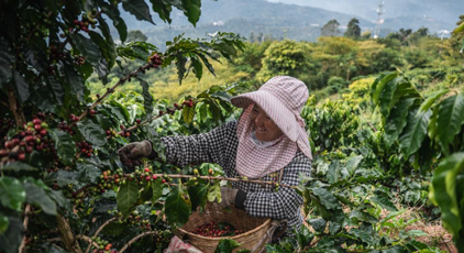 雲(yún)南普洱:咖啡田的豐收時光